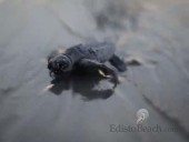 edisto-beach-turtles-1