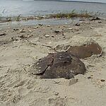 horseshoe crabs stranded at the beach